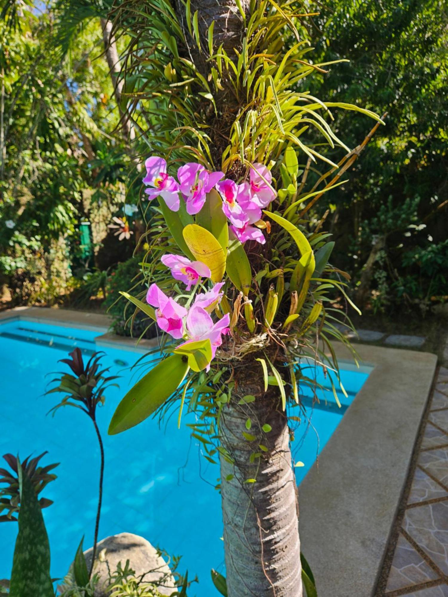Villa Palmhill *